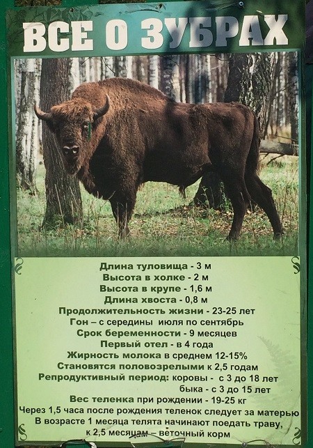 Réserve des bisons de Danki